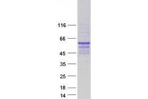 Validation with Western Blot (Septin 9 Protein (SEPT9) (Transcript Variant 7) (Myc-DYKDDDDK Tag))