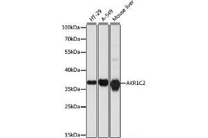 Western blot analysis of extracts of various cell lines using AKR1C2 Polyclonal Antibody at dilution of 1:1000. (AKR1C2 antibody)