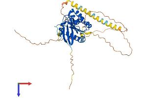 AlphaFold protein structure predicition of Mouse Recombinant Arl13a Protein, UniprotID Q9D416