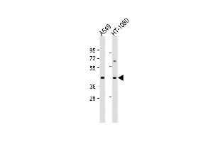 All lanes : Anti-DUX4 Antibody (C-term) at 1:2000 dilution Lane 1: A549 whole cell lysate Lane 2: HT-1080 whole cell lysate Lysates/proteins at 20 μg per lane.