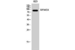 Western Blotting (WB) image for anti-Ring Finger and WD Repeat Domain 3 (RFWD3) (Internal Region) antibody (ABIN3186742) (RFWD3 antibody  (Internal Region))