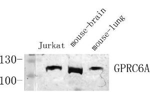 Western Blot (WB) analysis of specific cells using Antibody diluted at 1:1000. (GPRC6A antibody  (Internal Region))