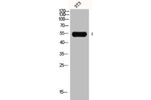 Western Blot analysis of NIH-3T3 cells using GCK Polyclonal Antibody (GCK antibody  (N-Term))