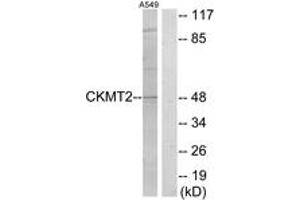 Western blot analysis of extracts from A549 cells, using CKMT2 Antibody.