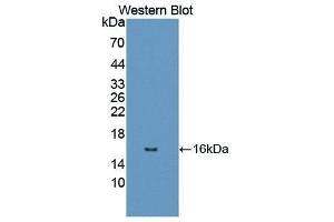 Western Blotting (WB) image for anti-Dopamine Receptor D1 (DRD1) (AA 338-446) antibody (ABIN1867630) (Dopamine Receptor d1 antibody  (AA 338-446))