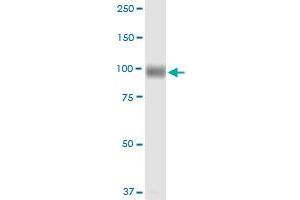 MME MaxPab rabbit polyclonal antibody. (MME antibody  (AA 1-750))