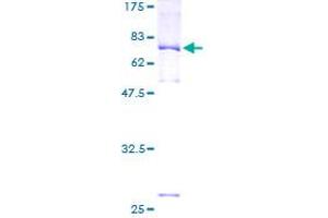 Image no. 1 for Prolactin Regulatory Element Binding (PREB) (AA 1-417) protein (GST tag) (ABIN1316167) (PREB Protein (AA 1-417) (GST tag))