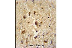 VITRN antibody immunohistochemistry analysis in formalin fixed and paraffin embedded human brain tissue followed by peroxidase conjugation of the secondary antibody and DAB staining. (Vitrin antibody  (C-Term))