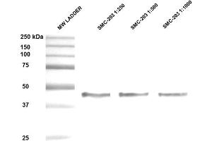 Western Blot analysis of Human Epithelial cell (A431) lysates showing detection of ~47 kDa Hsp47 protein using Mouse Anti-Hsp47 Monoclonal Antibody, Clone 1C4-1A6 . (SERPINH1 antibody  (FITC))