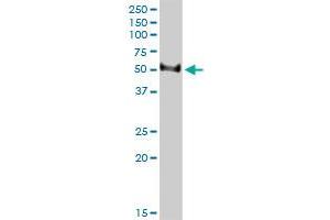 TFB2M monoclonal antibody (M01), clone 2E10. (TFB2M antibody  (AA 297-396))