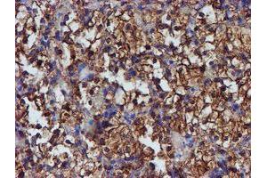 Image no. 10 for anti-Protein Disulfide Isomerase Family A, Member 4 (PDIA4) antibody (ABIN1500110) (PDIA4 antibody)