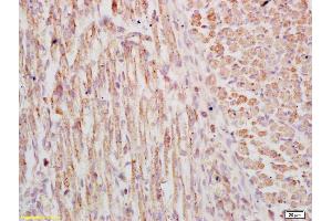 Formalin-fixed and paraffin embedded mouse embryo labeled with Anti-phospho-FSCN1(Ser39) Polyclonal Antibody, Unconjugated (ABIN673011) at 1:200 followed by conjugation to the secondary antibody and DAB staining (Fascin antibody  (pSer39))