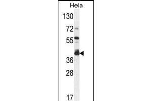 DEGS2 Antibody (C-term) (ABIN654539 and ABIN2844256) western blot analysis in Hela cell line lysates (35 μg/lane). (DEGS2 antibody  (C-Term))