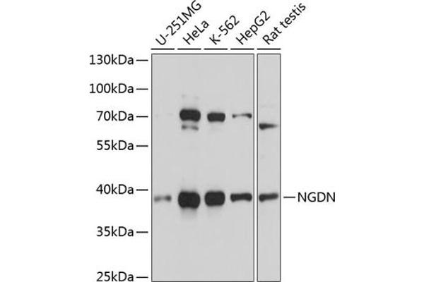 NGDN antibody  (AA 61-209)