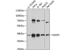 Western blot analysis of extracts of various cell lines, using NGDN antibody  at 1:3000 dilution. (NGDN antibody  (AA 61-209))