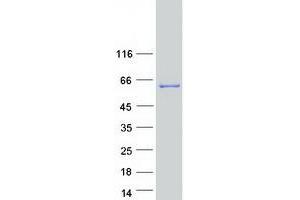 Western Blotting (WB) image for Potassium Channel Tetramerisation Domain Containing 8 (KCTD8) protein (Myc-DYKDDDDK Tag) (ABIN2724084)