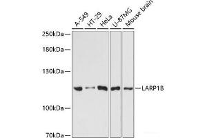 Western blot analysis of extracts of various cell lines using LARP1B Polyclonal Antibody at dilution of 1:3000. (LARP1B antibody)