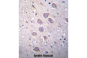 PCDHA5 Antibody (Center) immunohistochemistry analysis in formalin fixed and paraffin embedded human brain tissue followed by peroxidase conjugation of the secondary antibody and DAB staining. (PCDHA5 antibody  (Middle Region))