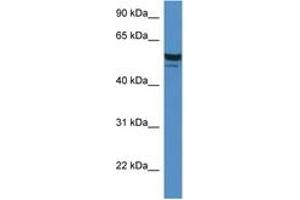 Image no. 1 for anti-Serum Deprivation Response (SDPR) (AA 80-129) antibody (ABIN6746320) (SDPR antibody  (AA 80-129))