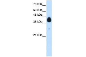 WB Suggested Anti-DLX5 Antibody Titration:  1.