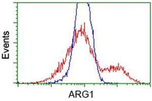 HEK293T cells transfected with either RC204649 overexpress plasmid (Red) or empty vector control plasmid (Blue) were immunostained by anti-ARG1 antibody (ABIN2454233), and then analyzed by flow cytometry. (Liver Arginase antibody)