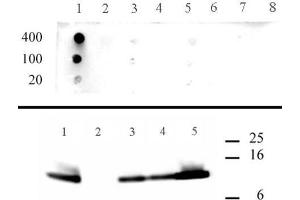 Histone H4 acetyl Lys5 antibody specificity data. (Histone H4 antibody  (acLys5))