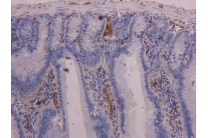 Detection of FABP4 in Mouse Intestine Tissue using Polyclonal Antibody to Fatty Acid Binding Protein 4 (FABP4)