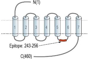 Representative domain view of the target of ABIN7581899.