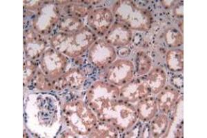 IHC-P analysis of Human Kidney Tissue, with DAB staining. (MAT2A antibody  (AA 176-395))