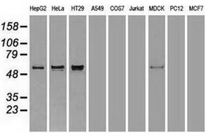 Western Blotting (WB) image for anti-alpha-Fetoprotein (AFP) (AA 19-397) antibody (ABIN2716011)
