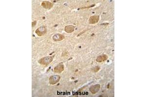 CNGA4 Antibody (N-term) immunohistochemistry analysis in formalin fixed and paraffin embedded human brain tissue followed by peroxidase conjugation of the secondary antibody and DAB staining. (CNGA4 antibody  (N-Term))