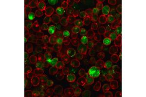 Immunofluorescence staining of MOLT-4 cells using MSH2 Mouse Monoclonal Antibody (MSH2/2622) followed by goat anti-mouse IgG conjugated to CF488 (green). (MSH2 antibody  (AA 327-427))