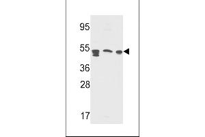 Western blot analysis of S Antibody (Center ) (Cat. (APCS antibody  (AA 285-314))