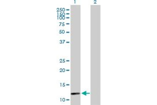 BOLA1 antibody  (AA 1-137)