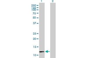 Western Blot analysis of BOLA1 expression in transfected 293T cell line by BOLA1 MaxPab polyclonal antibody. (BOLA1 antibody  (AA 1-137))