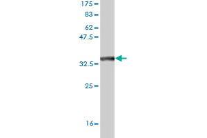 Western Blot detection against Immunogen (35. (CSDA antibody  (AA 241-330))