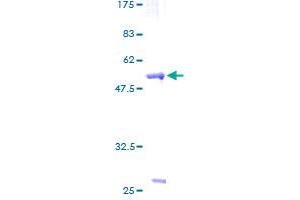 ZNF174 Protein (AA 1-234) (GST tag)