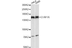 Western blot analysis of extracts of various cell lines, using CHAF1A antibody. (CHAF1A antibody)