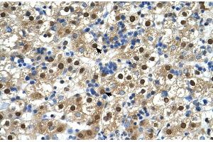 Human Liver (GDE1 antibody  (N-Term))