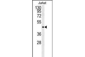 FFAR3 antibody  (C-Term)