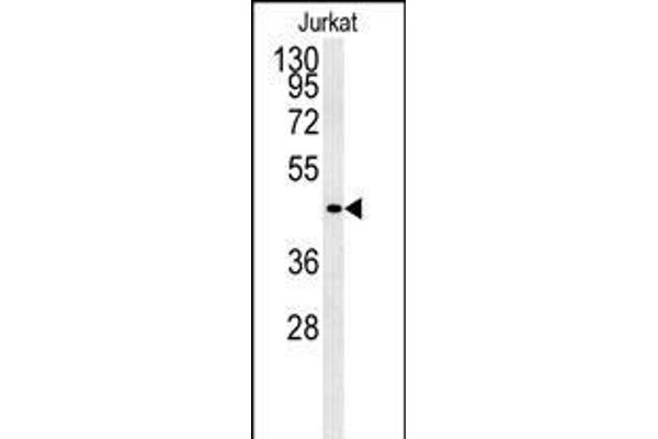 FFAR3 antibody  (C-Term)