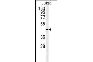 Western blot analysis of FFAR3 Antibody (C-term) (ABIN651415 and ABIN2840225) in Jurkat cell line lysates (35 μg/lane).