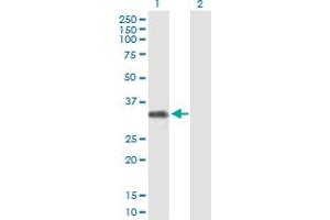 Western Blot analysis of FCRLB expression in transfected 293T cell line by FCRLB MaxPab polyclonal antibody. (FCRLB antibody  (AA 1-312))