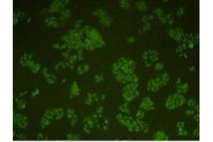 Immunocytochemistry (ICC) image for anti-Protein Kinase, DNA-Activated, Catalytic Polypeptide (PRKDC) (Catalytic Subunit) antibody (ABIN1854884) (PRKDC antibody  (Catalytic Subunit))