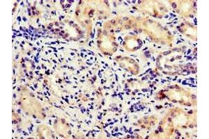 Immunohistochemistry of paraffin-embedded human kidney tissue using ABIN7171522 at dilution of 1:100 (GBL antibody  (AA 159-220))