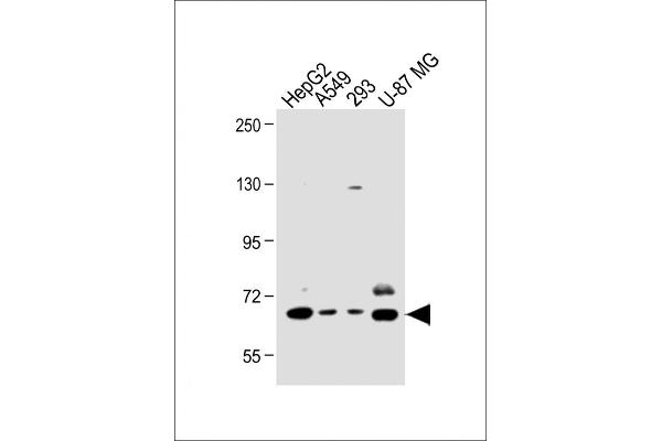 SPHK2 antibody  (C-Term)