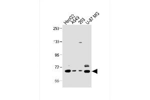 All lanes : Anti-hSPHK2- at 1:1000 dilution Lane 1: HepG2 whole cell lysate Lane 2: A549 whole cell lysate Lane 3: 293 whole cell lysate Lane 4: U-87 MG whole cell lysate Lysates/proteins at 20 μg per lane. (SPHK2 antibody  (C-Term))