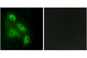 Immunofluorescence analysis of HeLa cells, using EPS8L3 Antibody. (EPS8-Like 3 antibody  (AA 401-450))