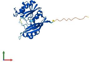 AlphaFold protein structure predicition of Mouse Recombinant Dph6 Protein, UniprotID Q9CQ28 (ATPBD4 Protein (AA 1-267) (His tag))