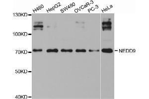 Western blot analysis of extracts of various cell lines, using NEDD9 antibody (ABIN5971353) at 1/1000 dilution. (NEDD9 antibody)